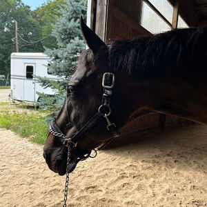 Meet your Posher, Blythe